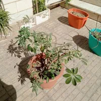 چند عدد گل و گلدان|گل و گیاه طبیعی|تهران, مشیریه|دیوار