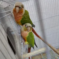 جفت گرینچیک مولد