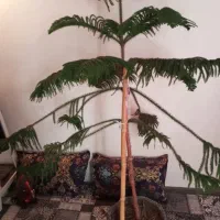 گل کاج مطبق