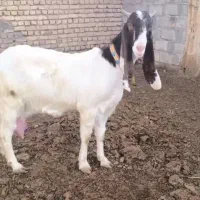 بز  پاکستانی|حیوانات مزرعه|تربت‌حیدریه, بی بی حسنیه|دیوار