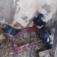 تعدادی کبوتر|پرنده|آبادان, |دیوار