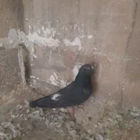 ۲تا کفتر ماده|حیوانات|ری, اقدسیه|دیوار