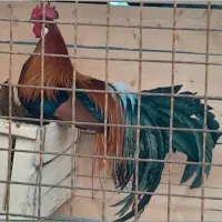 تخم مرغ فونیکس وسیبرایت به شرط نطفه