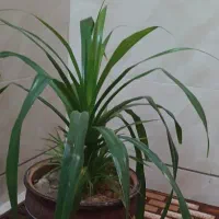 گل پاندانوس
