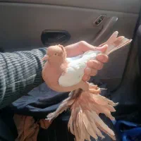 کبوتر الوان