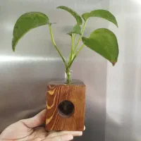 گلدان شیشه‌ای|گل مصنوعی|قم, ولیعصر|دیوار