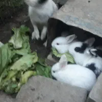 خرگوش