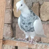 کبوتر طوقی|پرنده|سیستان, |دیوار