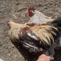 خروس محلی چهل تاج کاکلی فراسوی و...