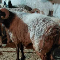 کاوه قوچ ترکی چینی|حیوانات مزرعه|کوه چنار, |دیوار