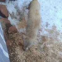 با سلام عدد پاکوتا