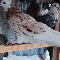 کفتر شازده هما سرور