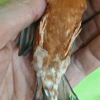 فنچ کینگ جفت فول اورنج