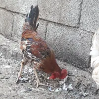 بوقلمون|حیوانات مزرعه|چمران, |دیوار