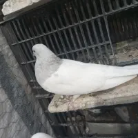 کبوتر|پرنده|بانه, |دیوار