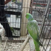طوطی