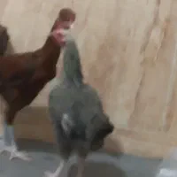 مرغ و خروس|حیوانات مزرعه|انبارآلوم, |دیوار