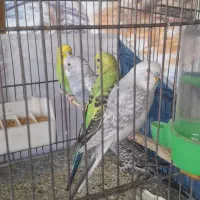 مرغ عشق