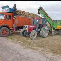 چغندر|لوازم جانبی حیوانات|فامنین, |دیوار