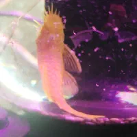 ماهی پوزه بوته ای