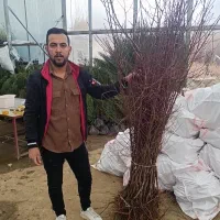 فروش نهال پیوندی و اصلاح شده دیرگل