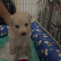 سگ مالتیپو ترکیب پودل و مالتیز