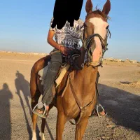 اسب