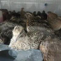 بلدرچین تخم گذار