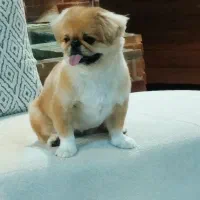 واگذاری/قیمت توافقی