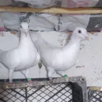 کبوتر مسافتی فیلی و سفید