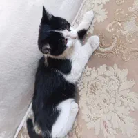گربه