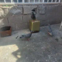 کبوتر|پرنده|مسجد سلیمان, |دیوار