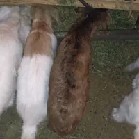 بزغاله یک ماهه و بزغاله بزرگ گوشتی|حیوانات مزرعه|دامغان, |دیوار