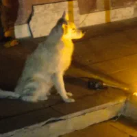 گمشده|حیوانات|شیروان (لرستان), |دیوار