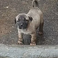 واگذاری سگ سرابی