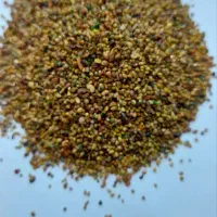 بذر شبدر