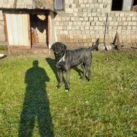 واگذاری سگ نر نگهبان|سگ|رودسر, |دیوار