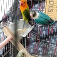 کتوله‌جفت‌وتک