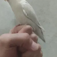 مجسمه کوتوله