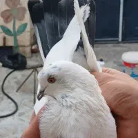 کفتر