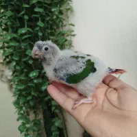 جوجه طوطی گرینچیک سرلاکی یلوساید رد