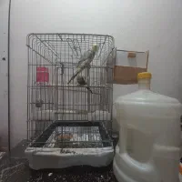 عروس پاریس نر و ماده