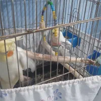 ۲تا عروس هلندی سخنگو|پرنده|تهران, قصر فیروزه ۲|دیوار