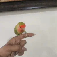 طوطی برزیلی صورت هلویی