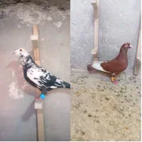 بزک سیاه. قره سرخ