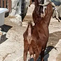 بز پاکستانی|حیوانات مزرعه|بهبهان, |دیوار