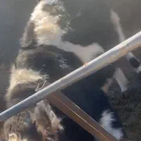 یک راس تلیسه پای کل