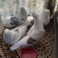 کفتر