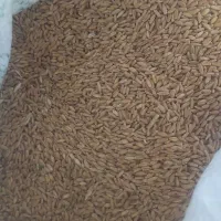 گندم دیم گندم کمباین بوجاریرنشده|عمده‌فروشی|میانه, |دیوار