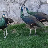 انواع طاووس فروشی تکی و عمده